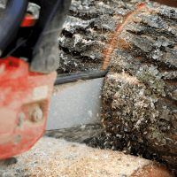 Chainsaw Safety Training